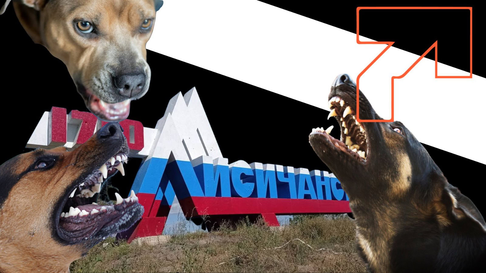 В Лисичанську окупаційна адміністрація заробляє на бродячих собаках