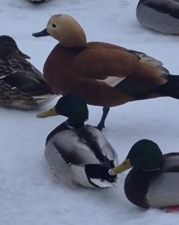 У Києві помітили рідкісного червонокнижного огаря з Луганщини